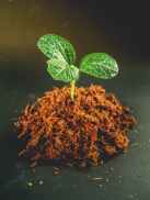 close up photography of green leafed plant
